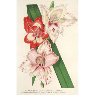 Charles Antoine Lemaire - Variets nouvelles de Glayeuls des jardins.webp