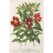 Variétés de Diplacus - Charles Antoine Lemaire — visning af kunstværket