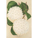 Viburnum plicatum - Charles Antoine Lemaire — visning af kunstværket
