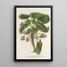 Reproduktion af maleriet Viola arborea Brandyana - Charles Antoine Lemaire