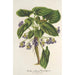 Reproduktion af maleriet Viola arborea Brandyana - Charles Antoine Lemaire