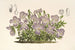 Viola pedata - Charles Antoine Lemaire — visning af kunstværket