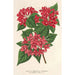 Reproduktion af maleriet Weigelia Middendorffiana var purpurata - Charles Antoine Lemaire