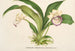 Zygopetalum Warscewiczella marginatum - Charles Antoine Lemaire — visning af kunstværket