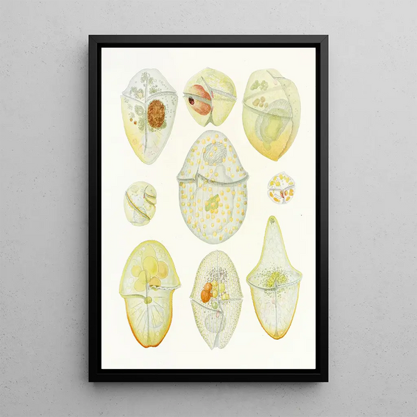 Charles Atwood Kofoid - The freeliving unarmored dinoflagellata pl 3.webp