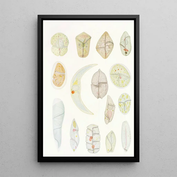 Charles Atwood Kofoid - The freeliving unarmored dinoflagellata pl 4.webp