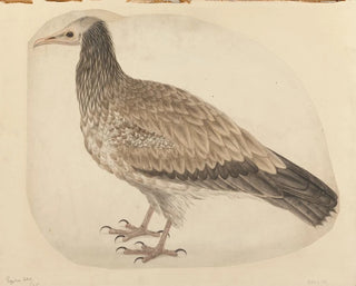 Vautour égyptien - Charles Collins — visning af kunstværket