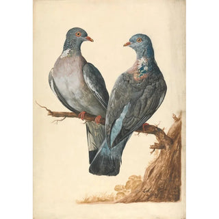 Charles Collins - Two Wood Pigeons.webp