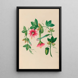 Charles Empson - Drawings of tropical flowers and fruits from South America Pl03.webp