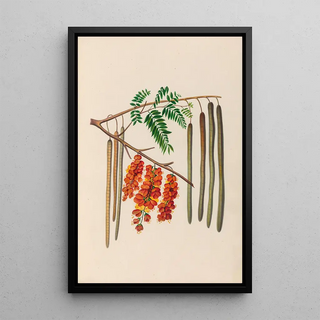 Charles Empson - Drawings of tropical flowers and fruits from South America Pl11.webp