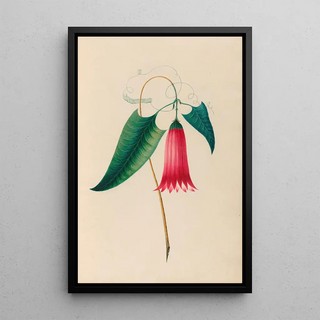 Charles Empson - Drawings of tropical flowers and fruits from South America Pl12.webp