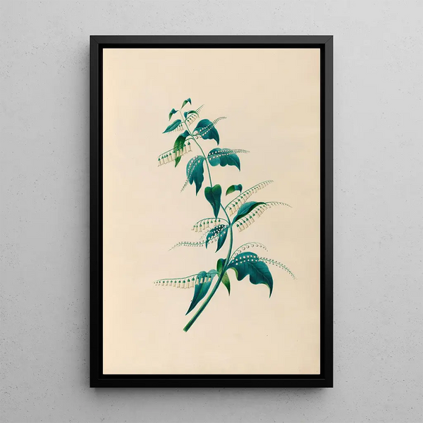 Charles Empson - Drawings of tropical flowers and fruits from South America Pl15.webp
