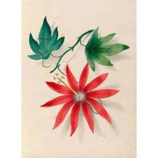 Charles Empson - Drawings of tropical flowers and fruits from South America Pl16.webp