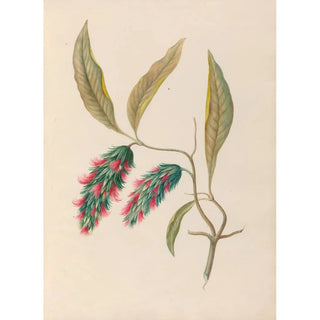 Charles Empson - Drawings of tropical flowers and fruits from South America Pl24.webp