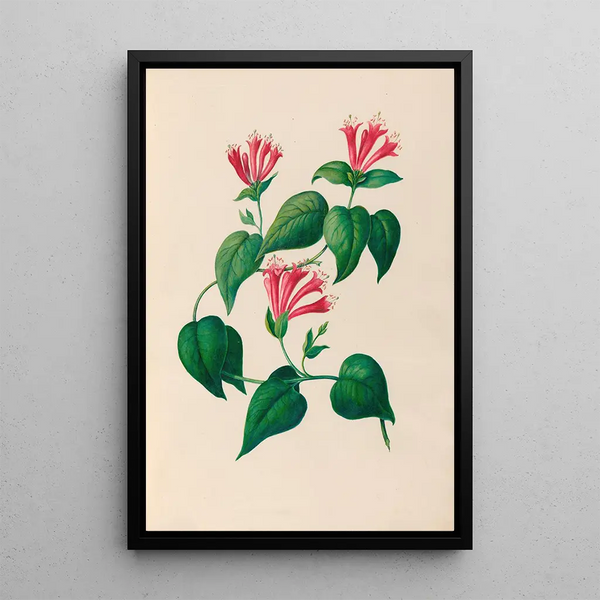 Reproduktion af maleriet Tegninger af tropiske blomster og frugt fra Sydamerika Pl32 - Charles Empson
