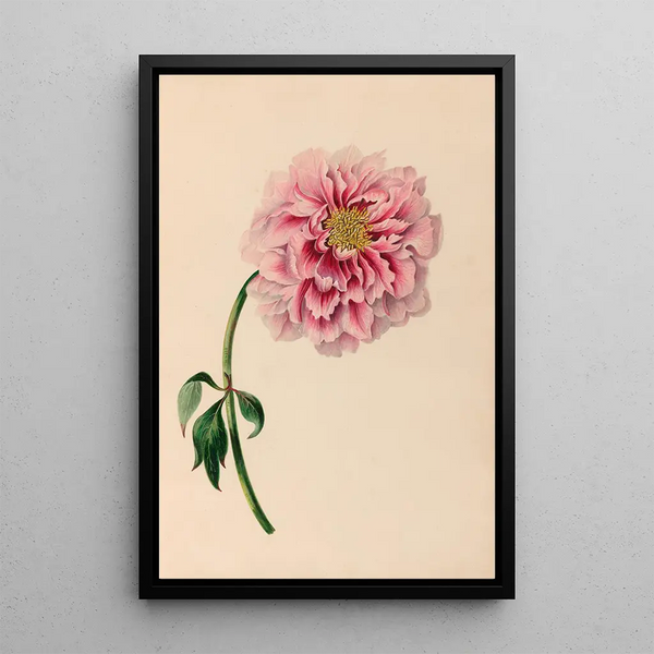 Reproduktion af maleriet Tegninger af blomster og tropiske frugter fra Sydamerika Pl38 - Charles Empson
