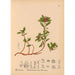 Reproduktion af maleriet Plantes médicinales Pl001 - Charles Frederick Millspaugh