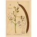 medicinske planter Pl002 - Charles Frederick Millspaugh — visning af kunstværket