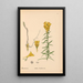 Reproduktion af maleriet af medicinske planter Pl004 - Charles Frederick Millspaugh