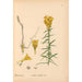 Reproduktion af maleriet af medicinske planter Pl004 - Charles Frederick Millspaugh