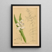 Reproduktion af maleriet af medicinske planter Pl006 - Charles Frederick Millspaugh