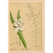 Reproduktion af maleriet af medicinske planter Pl006 - Charles Frederick Millspaugh