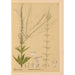 Plantes médicinales Pl007 - Charles Frederick Millspaugh — visning af kunstværket