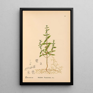 Charles Frederick Millspaugh - Medicinal Plants Pl011.webp