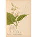 Plantes médicinales Pl013 - Charles Frederick Millspaugh — visning af kunstværket