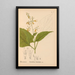 Plantes médicinales Pl013 - Charles Frederick Millspaugh — indrammet kunstværk på væggen
