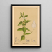 Reproduktion af maleriet Plantes médicinales Pl015 - Charles Frederick Millspaugh