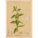 Reproduktion af maleriet Plantes médicinales Pl015 - Charles Frederick Millspaugh