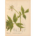 Medicinske planter Pl016 - Charles Frederick Millspaugh — visning af kunstværket
