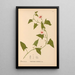 Reproduktion af maleriet Plantes médicinales Pl017 - Charles Frederick Millspaugh