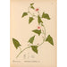 Reproduktion af maleriet Plantes médicinales Pl017 - Charles Frederick Millspaugh