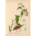 Plantes médicinales Pl018 - Charles Frederick Millspaugh — visning af kunstværket