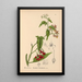 Plantes médicinales Pl018 - Charles Frederick Millspaugh — indrammet kunstværk på væggen