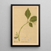 Reproduktion af maleriet af medicinske planter Pl019 - Charles Frederick Millspaugh