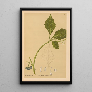 Charles Frederick Millspaugh - Medicinal Plants Pl019.webp