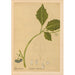 Reproduktion af maleriet af medicinske planter Pl019 - Charles Frederick Millspaugh