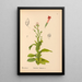 Reproduktion af maleriet af medicinske planter Pl022 - Charles Frederick Millspaugh