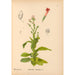 Reproduktion af maleriet af medicinske planter Pl022 - Charles Frederick Millspaugh
