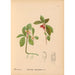 medicinske planter Pl023 - Charles Frederick Millspaugh — visning af kunstværket