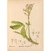 medicinske planter Pl024 - Charles Frederick Millspaugh — visning af kunstværket