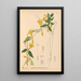 Reproduktion af maleriet Plantes médicinales Pl025 - Charles Frederick Millspaugh