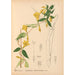 Reproduktion af maleriet Plantes médicinales Pl025 - Charles Frederick Millspaugh