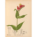 Plantes médicinales Pl026 - Charles Frederick Millspaugh — visning af kunstværket