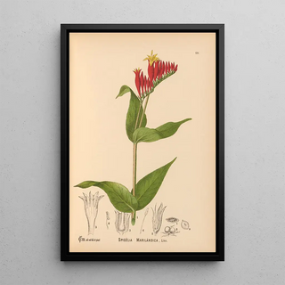 Charles Frederick Millspaugh - Medicinal Plants Pl026.webp