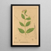 Reproduktion af maleriet af medicinske planter Pl027 - Charles Frederick Millspaugh