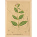 Reproduktion af maleriet af medicinske planter Pl027 - Charles Frederick Millspaugh